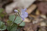 Prostrate blue violet